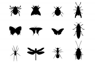 12 Insects Vector Silhouettes Thumbnail