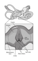 58294main_The.Brain.in.Space-page-37-diagram-of-receptor-cells