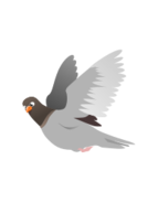 A Flying Pigeon