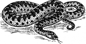 Adder clip art