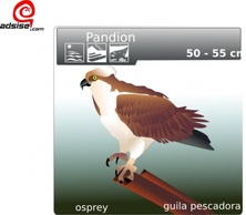 Aguila Pescadora clip art Thumbnail