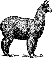 Alpaca clip art