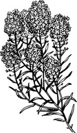 Alyssum clip art Thumbnail