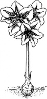 Amaryllis clip art