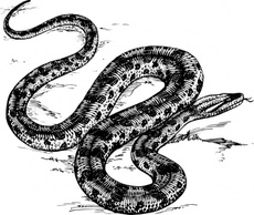 Anaconda clip art