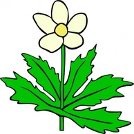 Anemone Canadensis Flower clip art Thumbnail