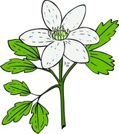 Anemone Piperi Windflower clip art Thumbnail