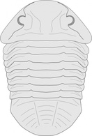 Animal Trilobite Fossil Asaphus Extinct Species Thumbnail
