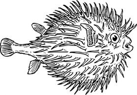 Animals Black Outline White Fish Animal Sea Blowfish Thumbnail