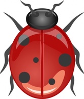 Animals Lady Bugs Ladybug Bug Coccinella Coccinelle Insect Animal Coccinellidae Thumbnail