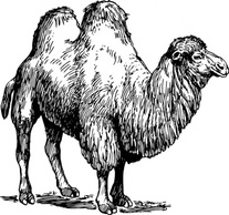 Animals Outline Mammals Camel Animal Mammal