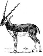 Antelope clip art Thumbnail