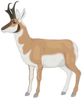 Antelope Vector 1 Thumbnail