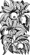 Apples On A Branch clip art