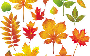 Autumn Leaves Vector 1 Thumbnail