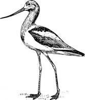 Avocet clip art Thumbnail