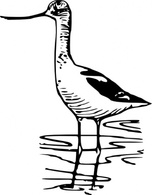 Avocet clip art Thumbnail