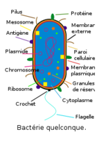 Bactérie - Bacteria Thumbnail