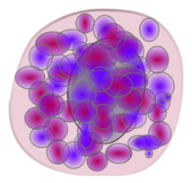 Basophil