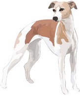 Beautiful Dog Vector 4