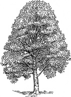 Beech Tree clip art Thumbnail