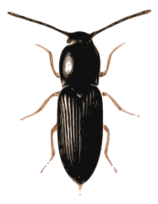 Beetle (cardiophorus)
