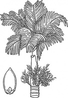 Betel clip art