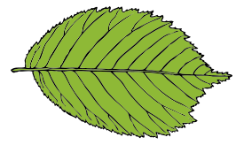 Bi Serrate Leaf