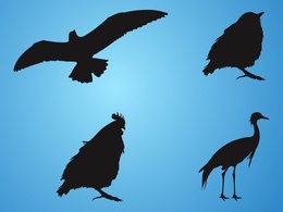 Bird Silhouettes