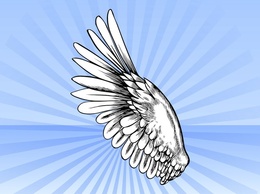 Bird Wing Vector
