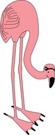 Birds Bird Color Flamingo Animal Thumbnail