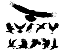 Birds Silhouettes