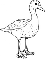 Black Bellied Wisteling Duck clip art