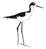 Black-necked Stilt Thumbnail