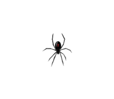 Black Widow Spider