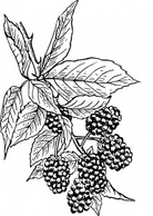 Blackberry clip art