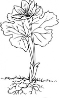 Bloodroot clip art