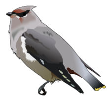 Bohemian waxwing Thumbnail