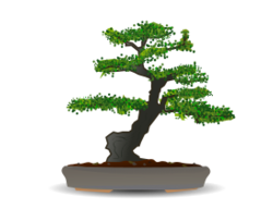 Bonsai