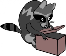 Box Raccoon Animal Mammal Opening Thumbnail