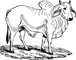 Brahma Bull clip art Thumbnail