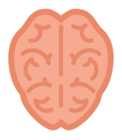 Brain