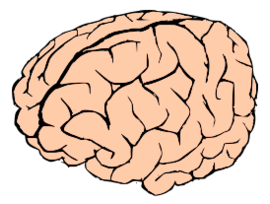 Brain