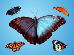 Butterflies Vector