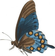 Butterfly Papilio Philenor Side clip art Thumbnail