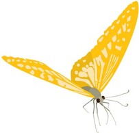 Butterfly Vector 25