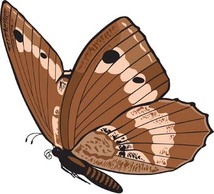 Butterfly Vector 6