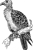 Buzzard clip art Thumbnail