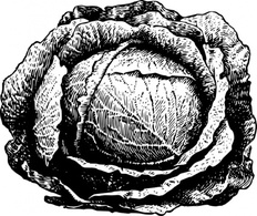 Cabbage clip art Thumbnail
