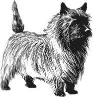 Cairn Terrier clip art Thumbnail